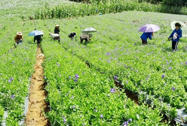 C&amp;acirc;y dược liệu l&amp;agrave; một trong số c&amp;acirc;y trồng h&amp;agrave;ng h&amp;oacute;a chủ lực của L&amp;agrave;o Cai