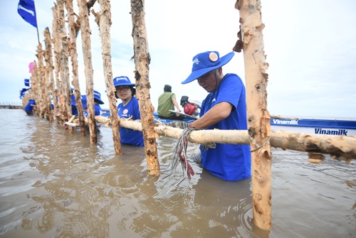 Khu vực khoanh nu&amp;ocirc;i t&amp;aacute;i sinh rừng ngập mặn c&amp;oacute; diện t&amp;iacute;ch 25ha do Vinamilk, Gaia chung tay thực hiện tại Vườn Quốc gia Mũi C&amp;agrave; Mau.