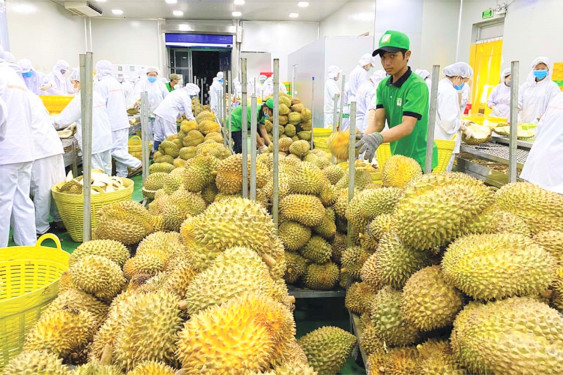 Xuất khẩu rau quả duy trì tăng trưởng tốt, cuối năm có thể đạt 6 tỷ USD