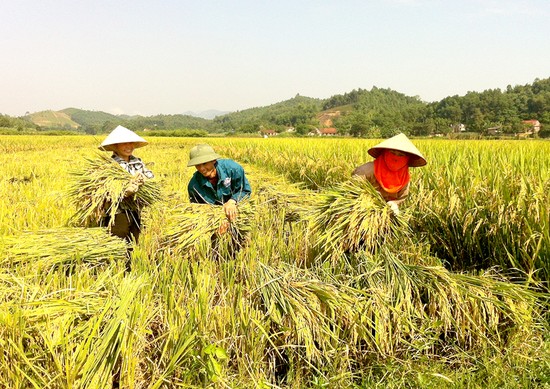 Nhờ nguồn vốn ch&amp;iacute;nh s&amp;aacute;ch m&amp;agrave; nhiều hộ d&amp;acirc;n tại huyện Thanh Sơn đầu tư trồng l&amp;uacute;a chất lượng cao, mang lại hiệu quả kinh tế cao