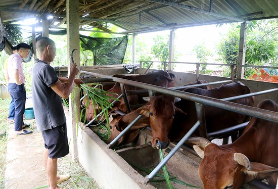 Đ&amp;agrave;n b&amp;ograve; sinh sản của anh Nguyễn Văn Đạo ở x&amp;atilde; Tạ X&amp;aacute; (Cẩm Kh&amp;ecirc;)