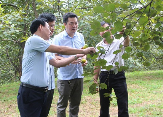 Chuỗi cung cấp hồng Gia Thanh an to&amp;agrave;n