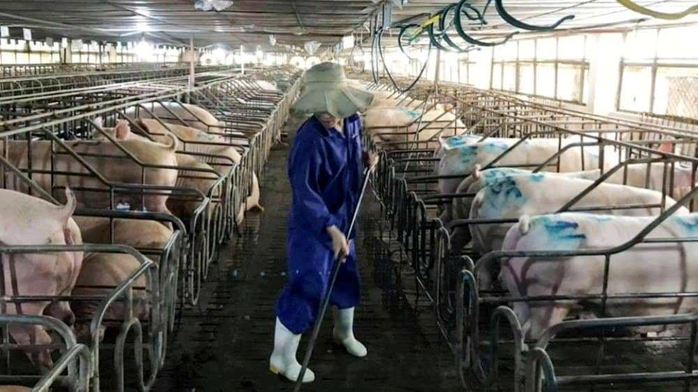Ng&amp;agrave;nh chăn nu&amp;ocirc;i H&amp;agrave; Tĩnh kh&amp;oacute; khăn do dịch bệnh