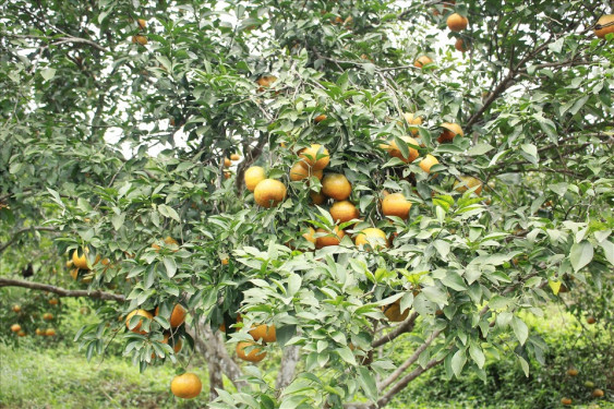 Hà Tĩnh đã tiêu thụ hơn 27.000 tấn cam