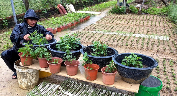 Vườn hoa v&amp;agrave; rau của &amp;ocirc;ng Nguyễn B&amp;aacute; Danh