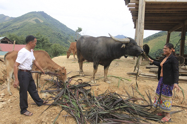 Gia đ&amp;igrave;nh anh Moong Văn Hường v&amp;agrave; chị L&amp;ocirc; Thị Khoong ở bản Xốp Ch&amp;aacute;o, x&amp;atilde; Lượng Minh, huyện Tương Dương vay vốn ch&amp;iacute;nh s&amp;aacute;ch nu&amp;ocirc;i tr&amp;acirc;u b&amp;ograve; hiệu quả