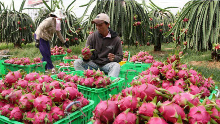 Thanh long ruột trắng l&amp;agrave; một trong những mặt h&amp;agrave;ng Việt Nam xuất khẩu được y&amp;ecirc;u th&amp;iacute;ch tại H&amp;agrave;n Quốc