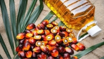 Nhu cầu nhập khẩu dầu cọ của Malaysia có xu hướng tăng nhẹ
