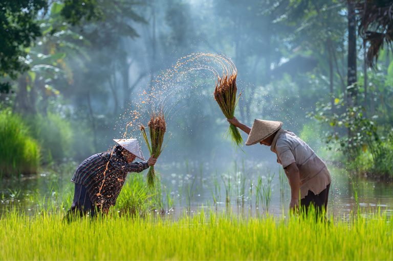 Canh t&amp;aacute;c n&amp;ocirc;ng nghiệp tại Campuchia