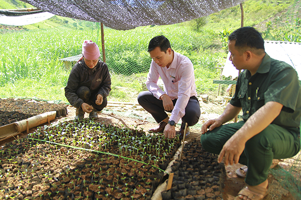 Nhiều hộ d&amp;acirc;n ở x&amp;atilde; B&amp;oacute; Mười, huyện Thuận Ch&amp;acirc;u vay vốn ươm c&amp;acirc;y giống