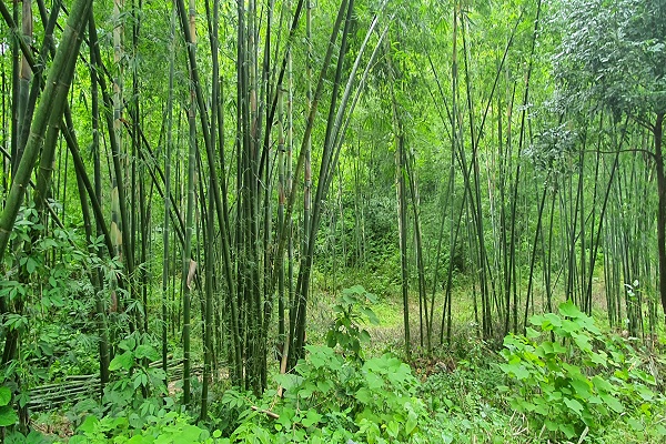 C&amp;aacute;c sản phẩm từ c&amp;acirc;y Tre, Luồng sẽ mang lại hiệu quả kinh tế cao cho người d&amp;acirc;n v&amp;ugrave;ng n&amp;uacute;i Thanh Ho&amp;aacute;