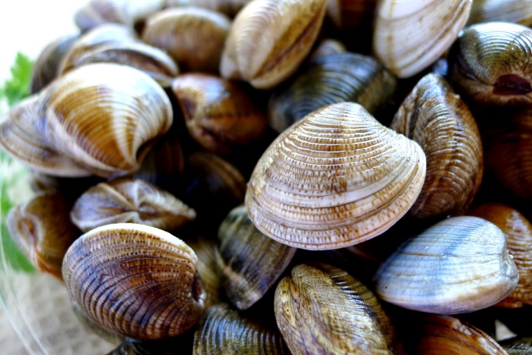 Ngao ở T&amp;acirc;y Ban Nha