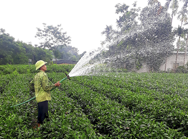 &amp;Ocirc;ng Nguyễn Văn Thiết ở x&amp;oacute;m Ph&amp;uacute; Nam 7, x&amp;atilde; Ph&amp;uacute; Đ&amp;ocirc; chăm s&amp;oacute;c vườn ch&amp;egrave;