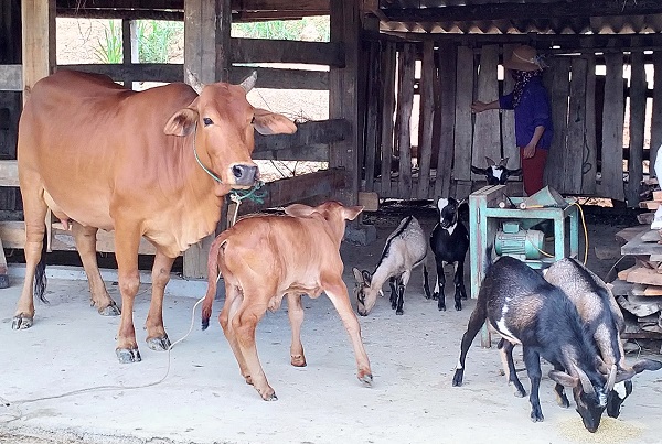 Gia đ&amp;igrave;nh chị Trương Thị Hanh ở x&amp;oacute;m Hoa Kẻ Thắng vay vốn đầu tư nu&amp;ocirc;i b&amp;ograve;