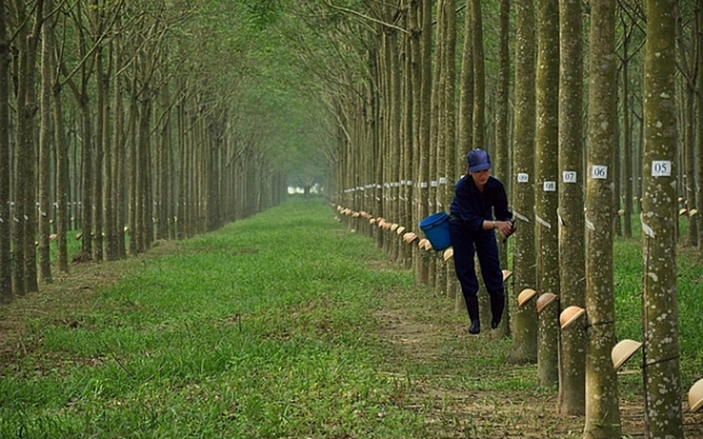 Cao su Đồng Ph&amp;uacute; s&amp;aacute;p nhập Cao su Đồng Ph&amp;uacute; Đăk N&amp;ocirc;ng