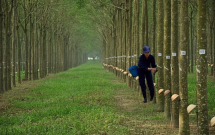 Cao su Đồng Phú sáp nhập Cao su Đồng Phú Đăk Nông