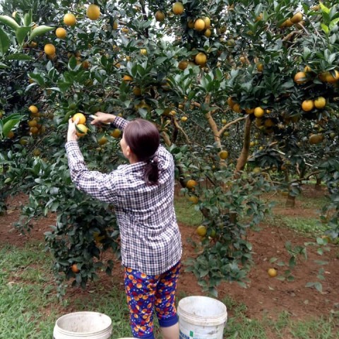 Ảnh minh họa Ảnh minh họa