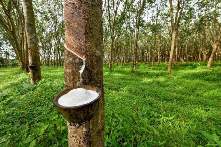 Cao su tại Hoa Kỳ - 1 trong những thị trường xuất khẩu lớn của Việt Nam