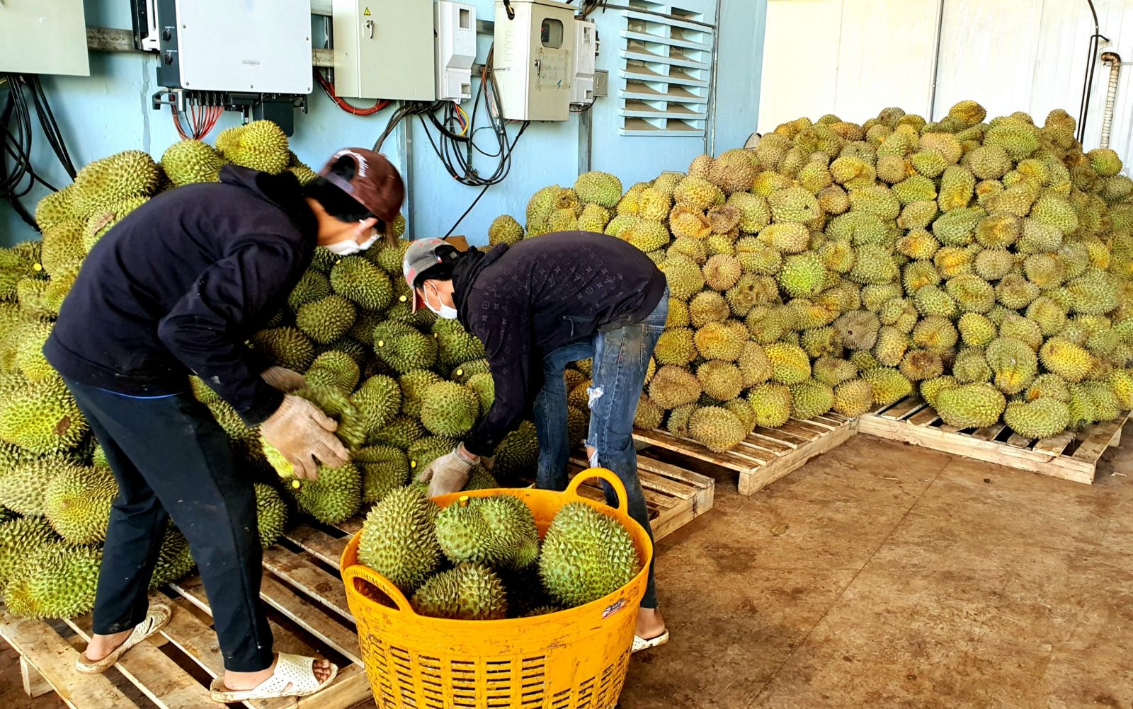 Huyện Kr&amp;ocirc;ng Pắc c&amp;oacute; hơn 3.300 ha sầu ri&amp;ecirc;ng, mỗi năm cho thu hoạch khoảng 40.000 tấn quả