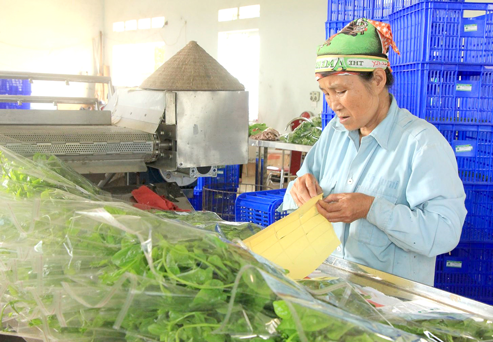 Sản phẩm rau của HTX dịch vụ sản xuất sơ chế v&amp;agrave; ti&amp;ecirc;u thụ sản phẩm rau an to&amp;agrave;n Tứ X&amp;atilde;