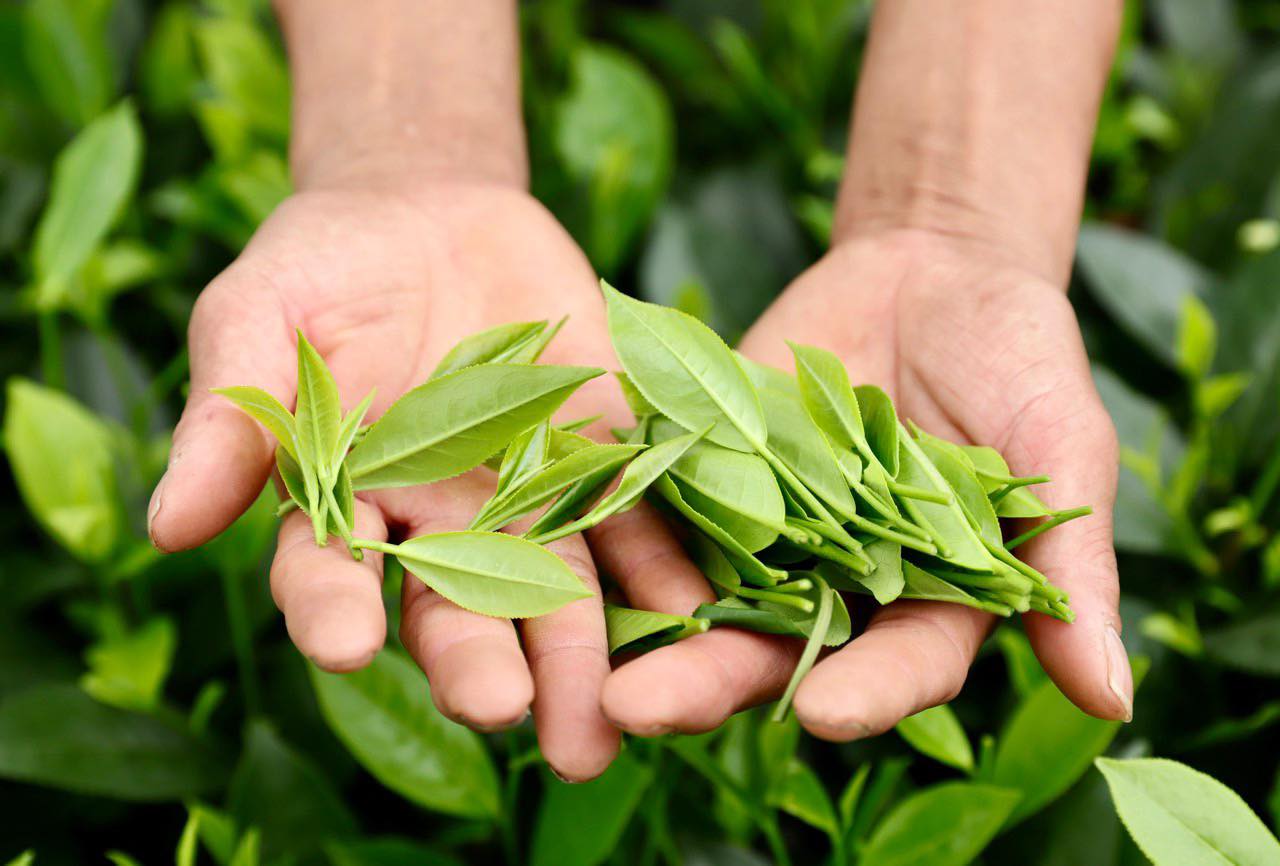 C&amp;oacute; 5/7 doanh nghiệp sản xuất, xuất khẩu ch&amp;egrave; c&amp;oacute; tronh danh s&amp;aacute;ch doanh nghiệp xuất khẩu uy t&amp;iacute;n năm 2021