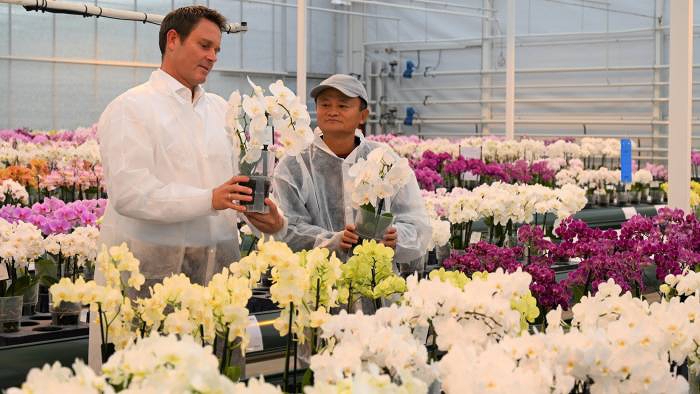 Tỷ ph&amp;uacute; Jack Ma gh&amp;eacute; thăm một c&amp;ocirc;ng ty ươm giống hoa ở H&amp;agrave; Lan. (Ảnh: Reuters).