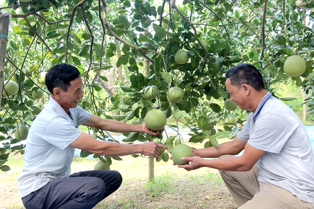 Chất lượng bưởi Đoan H&amp;ugrave;ng sẽ tập trung ở hai giống bưởi Sửu v&amp;agrave; bưởi Bằng Lu&amp;acirc;n tại s&amp;aacute;u x&amp;atilde;