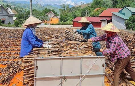 Thu hoạch c&amp;acirc;y quế.