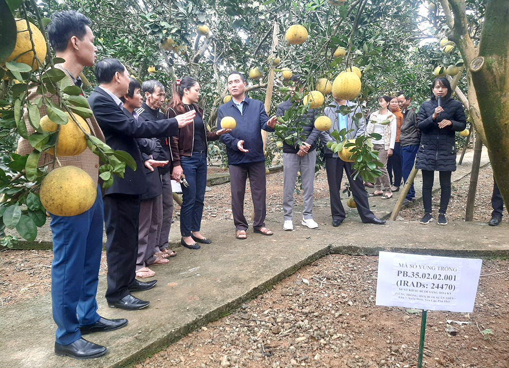 M&amp;ocirc; h&amp;igrave;nh ứng dụng ICM tr&amp;ecirc;n c&amp;acirc;y bưởi tại HTX bưởi Xu&amp;acirc;n Thủy, x&amp;atilde; Xu&amp;acirc;n Thủy, huyện Y&amp;ecirc;n Lập