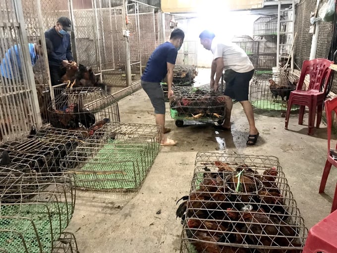 Bộ Y tế chỉ đạo tăng cường ph&amp;ograve;ng, chống c&amp;uacute;m gia cầm l&amp;acirc;y sang người