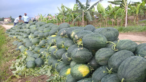 Thêm một loại trái cây Việt Nam được xuất khẩu chính ngạch sang Trung Quốc