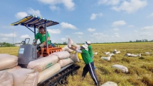 Nông nghiệp tiếp tục khẳng định vị thế quan trọng, là trụ đỡ của nền kinh tế