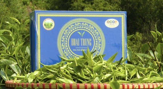 Sản phẩm &amp;ldquo;Tr&amp;agrave; đinh cao cấp Ho&amp;agrave;i Trung&amp;rdquo; của C&amp;ocirc;ng ty TNHH ch&amp;egrave; Ho&amp;agrave;i Trung, x&amp;atilde; Ch&amp;iacute; Ti&amp;ecirc;n, huyện Thanh Ba đạt ti&amp;ecirc;u chuẩn 5 sao cấp quốc gia