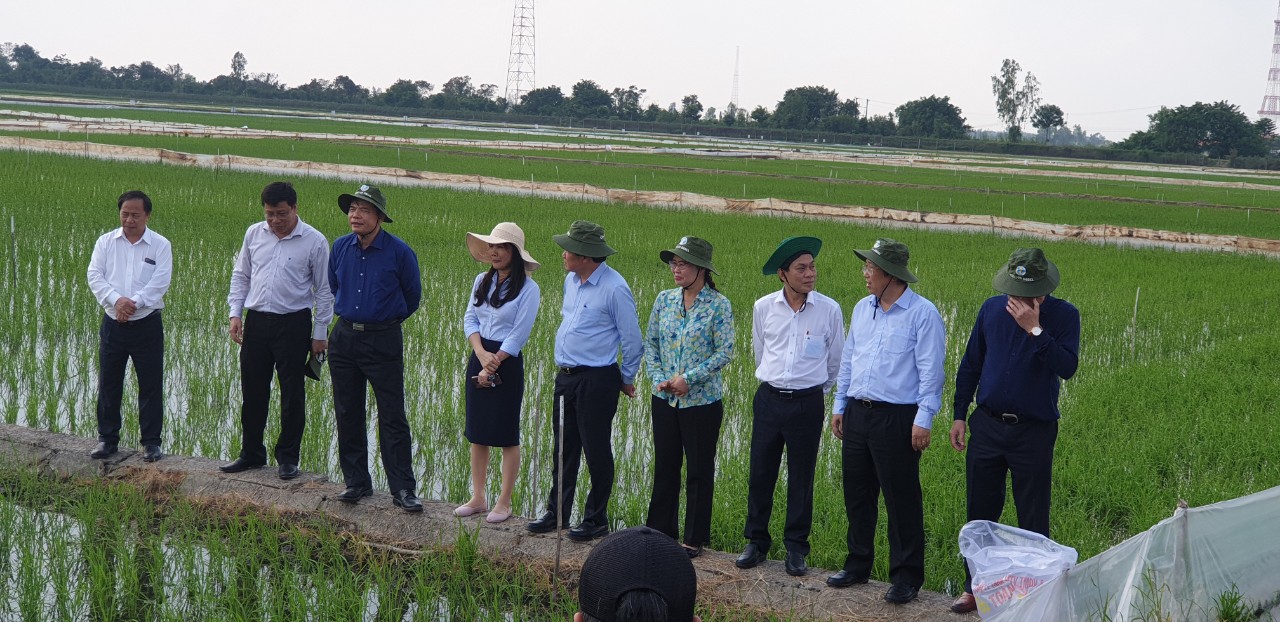 L&amp;atilde;nh đạo Bộ N&amp;ocirc;ng Nghiệp thăm đồng l&amp;uacute;a của b&amp;agrave; con n&amp;ocirc;ng d&amp;acirc;n tại Thới Lai.