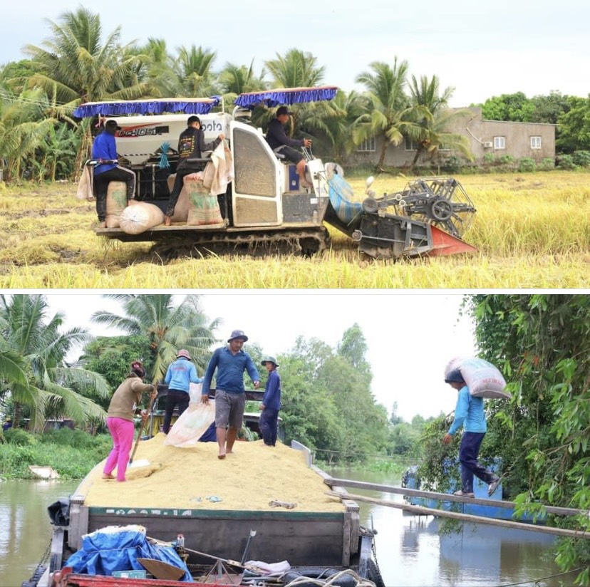 N&amp;ocirc;ng d&amp;acirc;n huyện Cờ Đỏ thu hoạch vụ L&amp;uacute;a Đ&amp;ocirc;ng Xu&amp;acirc;n.