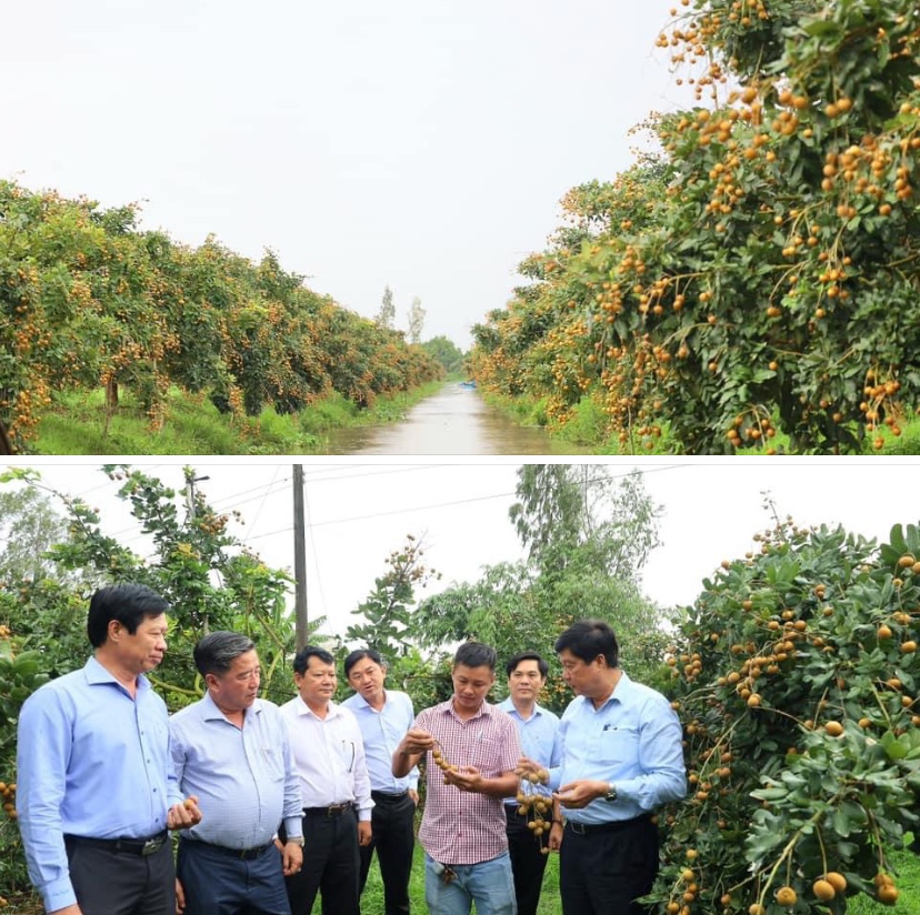 L&amp;atilde;nh đạo TP. Cần Thơ v&amp;agrave; Sở N&amp;ocirc;ng nghiệp đến thăm vườn c&amp;acirc;y ăn tr&amp;aacute;i của n&amp;ocirc;ng d&amp;acirc;n.