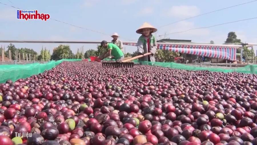 Giá cà phê có thể biến động mạnh trong thời gian tới