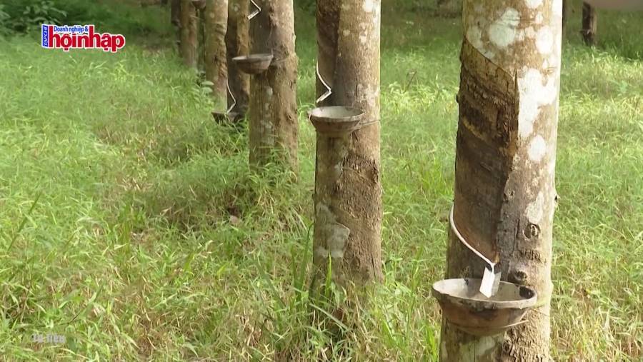 Giá cao su biến động ra sao trong thời gian tới?