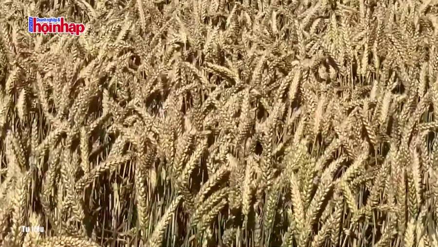 Giá lúa mì có xu hướng tăng nhẹ trong thời gian tới