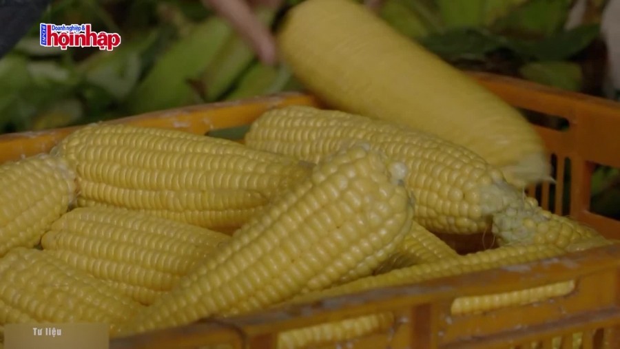 Giá ngô diễn biến ra sao trong thời gian tới?