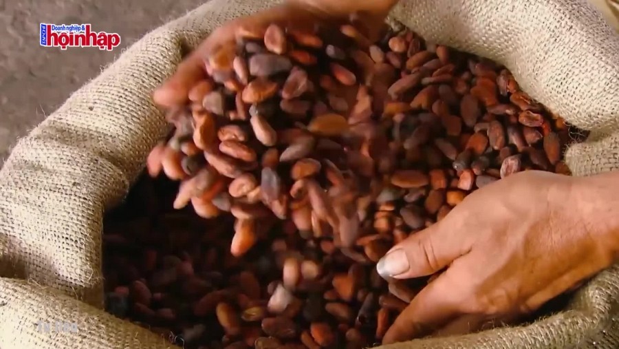 Biến động của thị trường ca cao trong thời gian tới