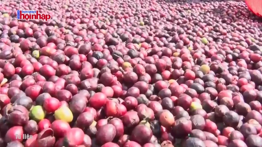 Chuyên gia nhận định kịch bản giá cà phê trong thời gian tới