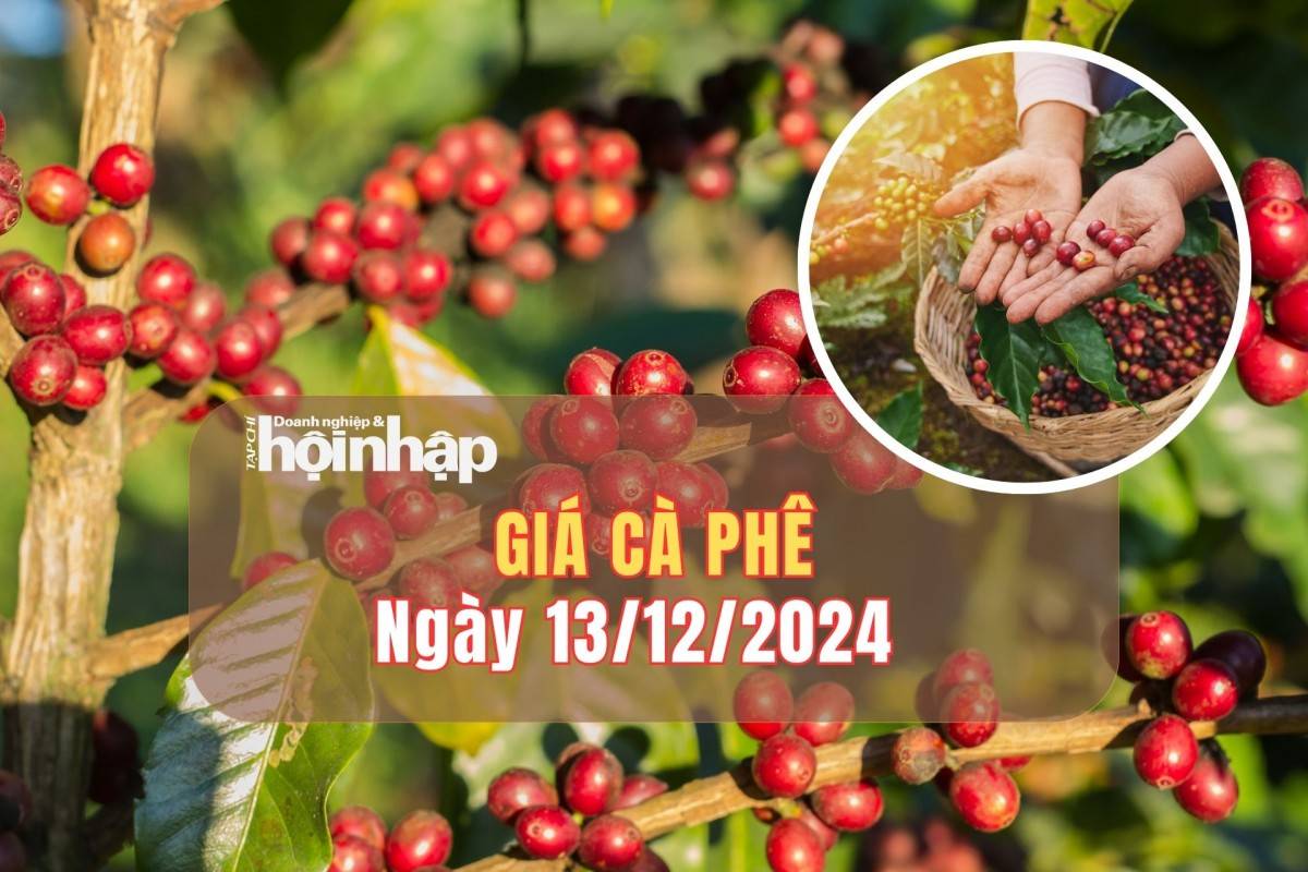 Giá cà phê hôm nay 13/12/2024: Cà phê trong nước giảm từ 1.700 - 2.000 đồng/kg