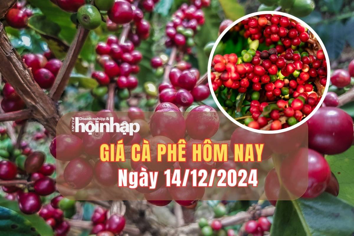 Giá cà phê hôm nay 14/12: Cà phê trong nước tăng mạnh từ 700 - 1.000 đồng/kg