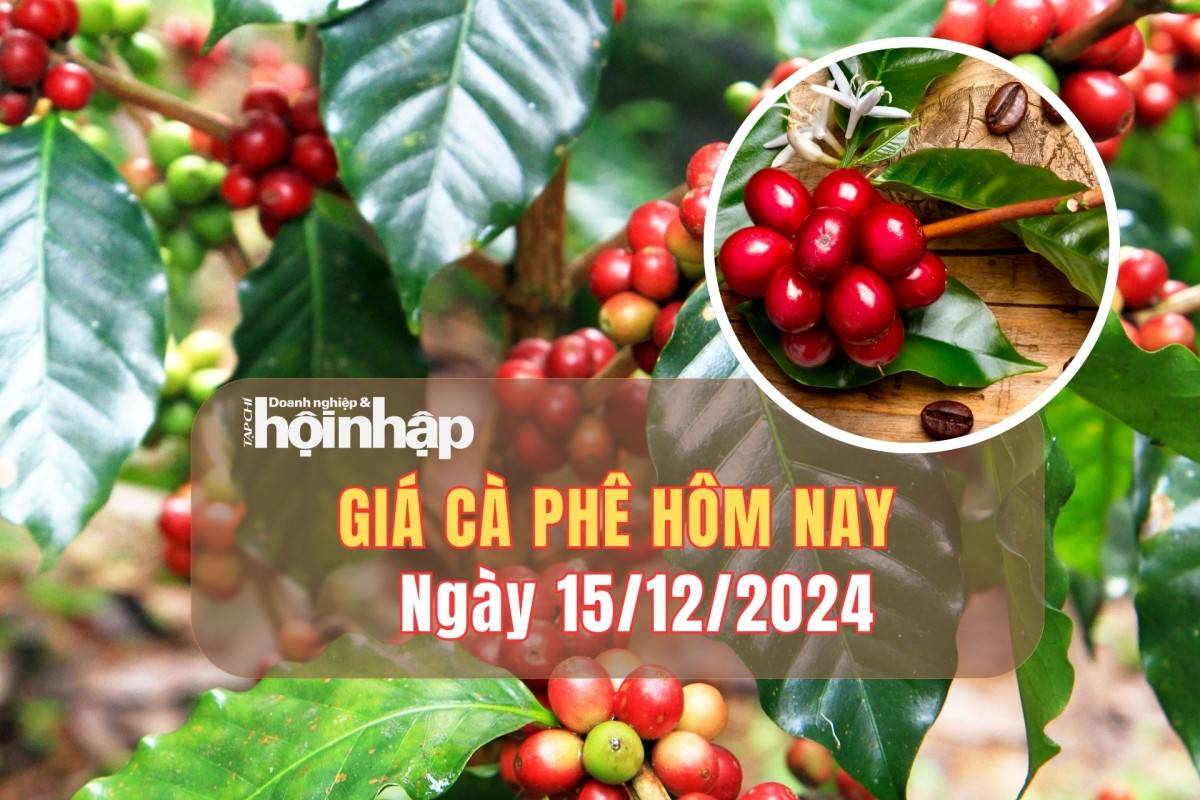 Giá cà phê hôm nay 15/12: Cà phê trong nước duy trì đà tăng từ 800 - 1.000 đồng/kg