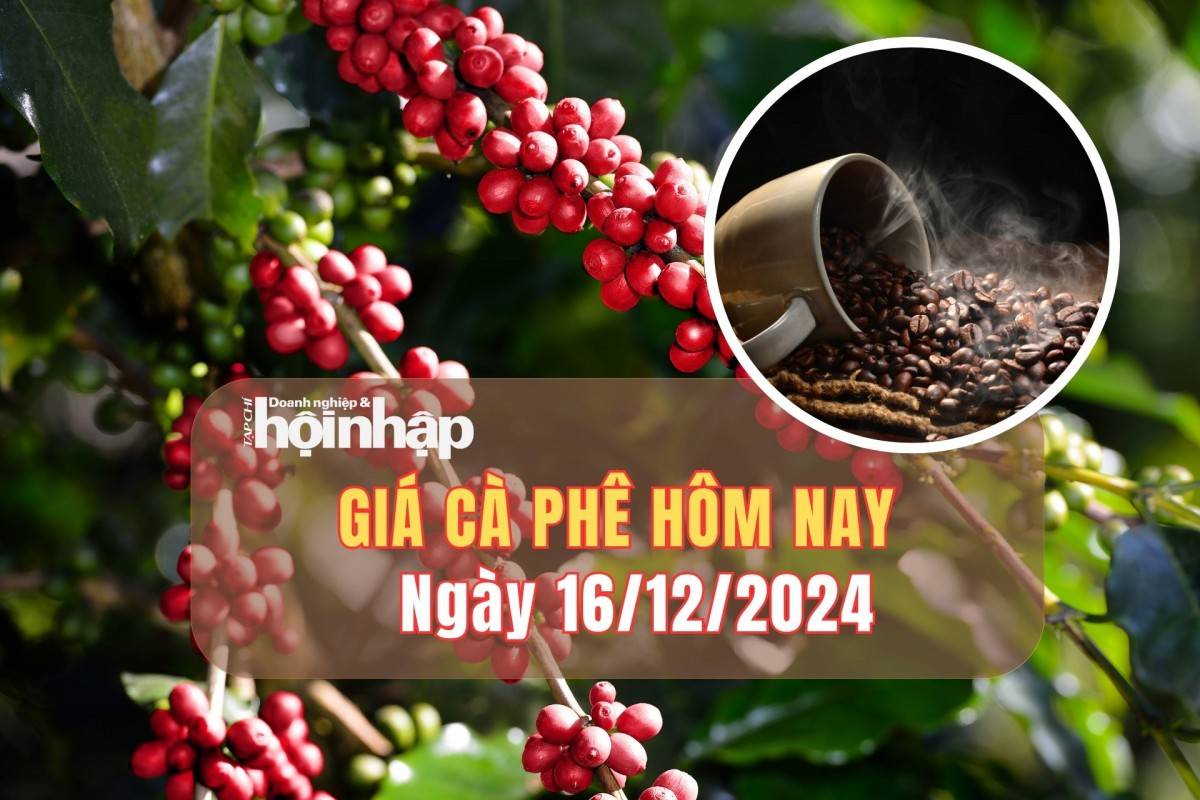 Giá cà phê hôm nay 16/12: Cà phê trong nước tăng từ 500 - 1.200 đồng/kg