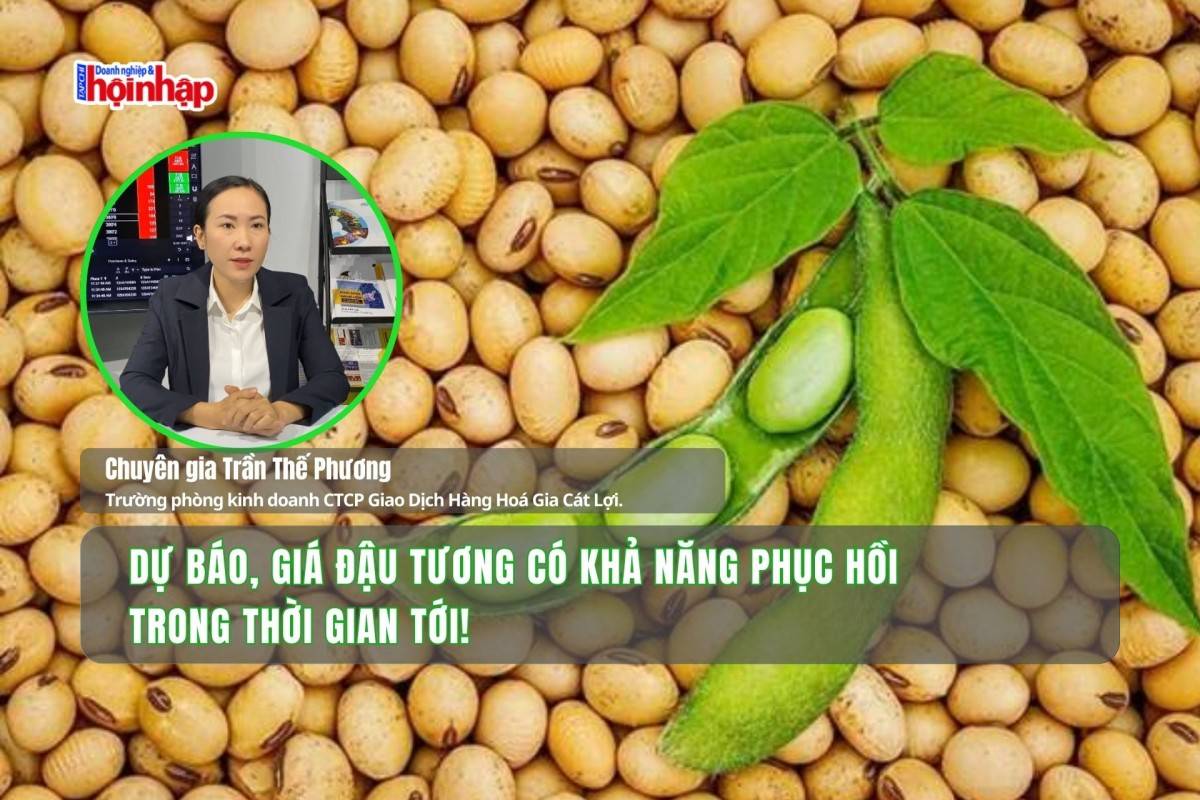 Dự báo, giá đậu tương có khả năng phục hồi trong thời gian tới