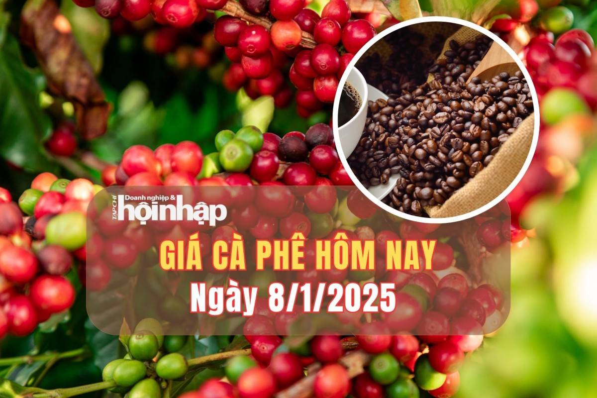 Giá cà phê hôm nay 8/1: Cà phê trong nước tăng nhẹ từ 300 - 500 đồng/kg