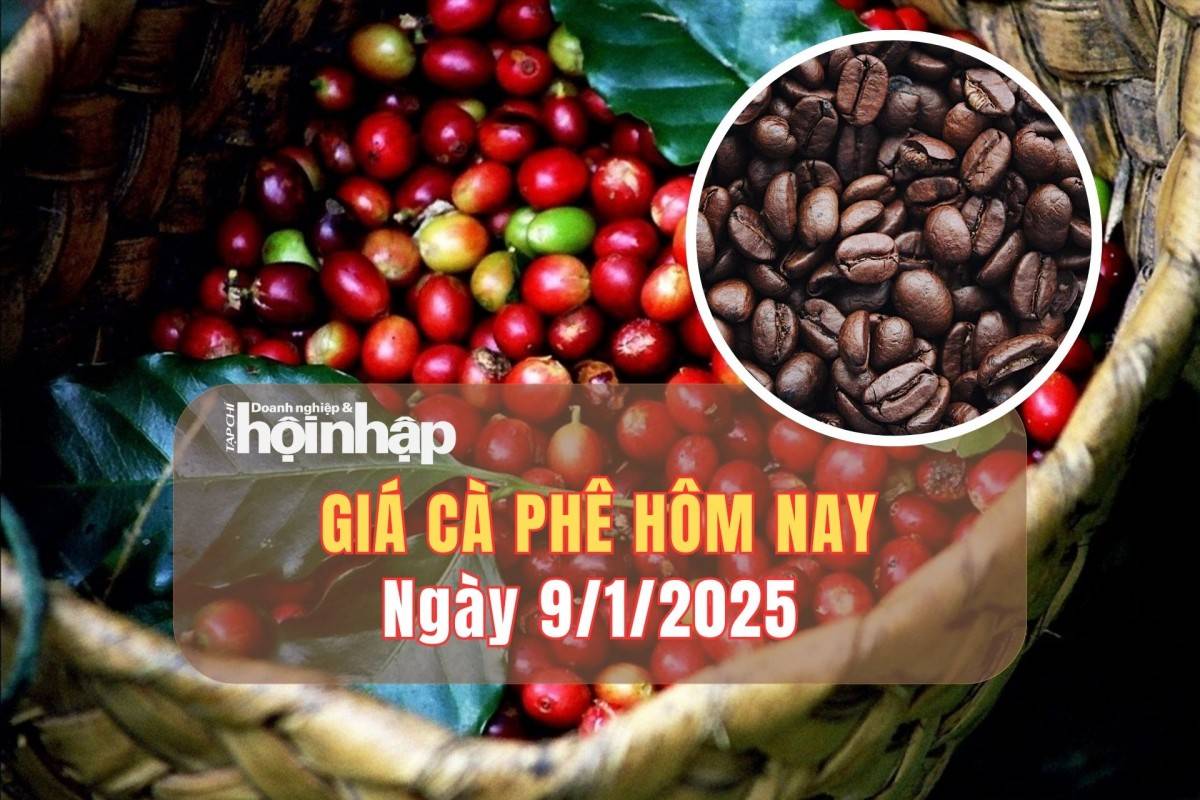 Giá cà phê hôm nay 9/1: Cà phê trong nước tăng từ 200 - 500 đồng/kg