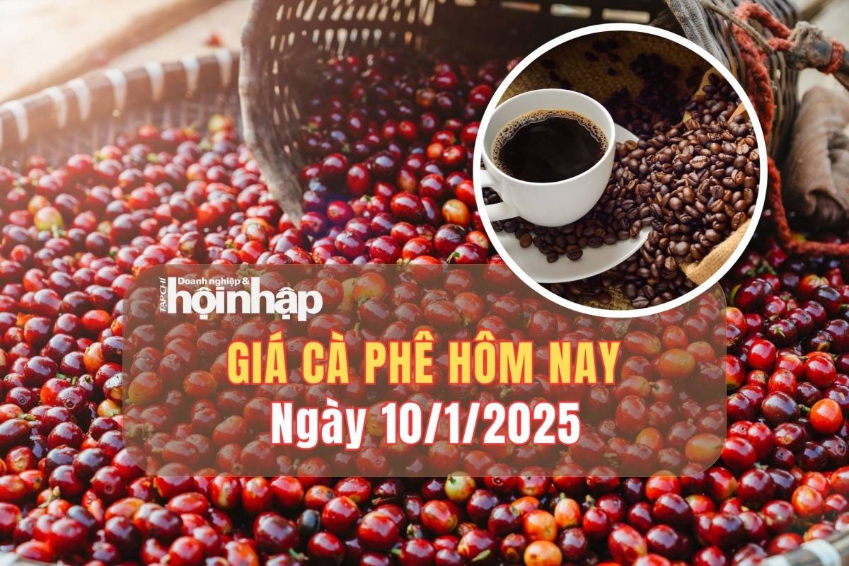 Giá cà phê hôm nay 10/1: Cà phê trong nước giảm mạnh từ 2.200 - 2.500 đồng/kg